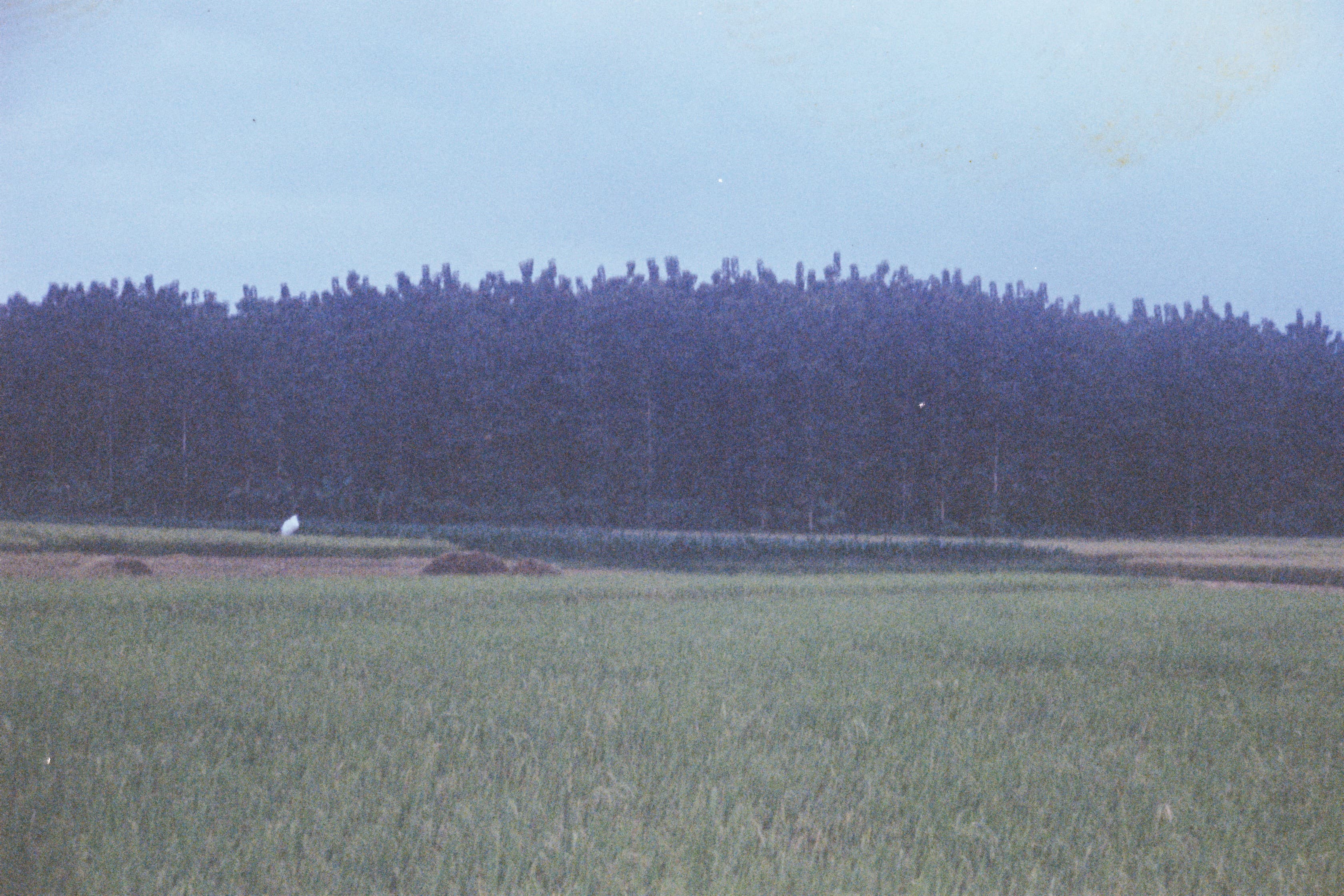 Hutan dan sawah