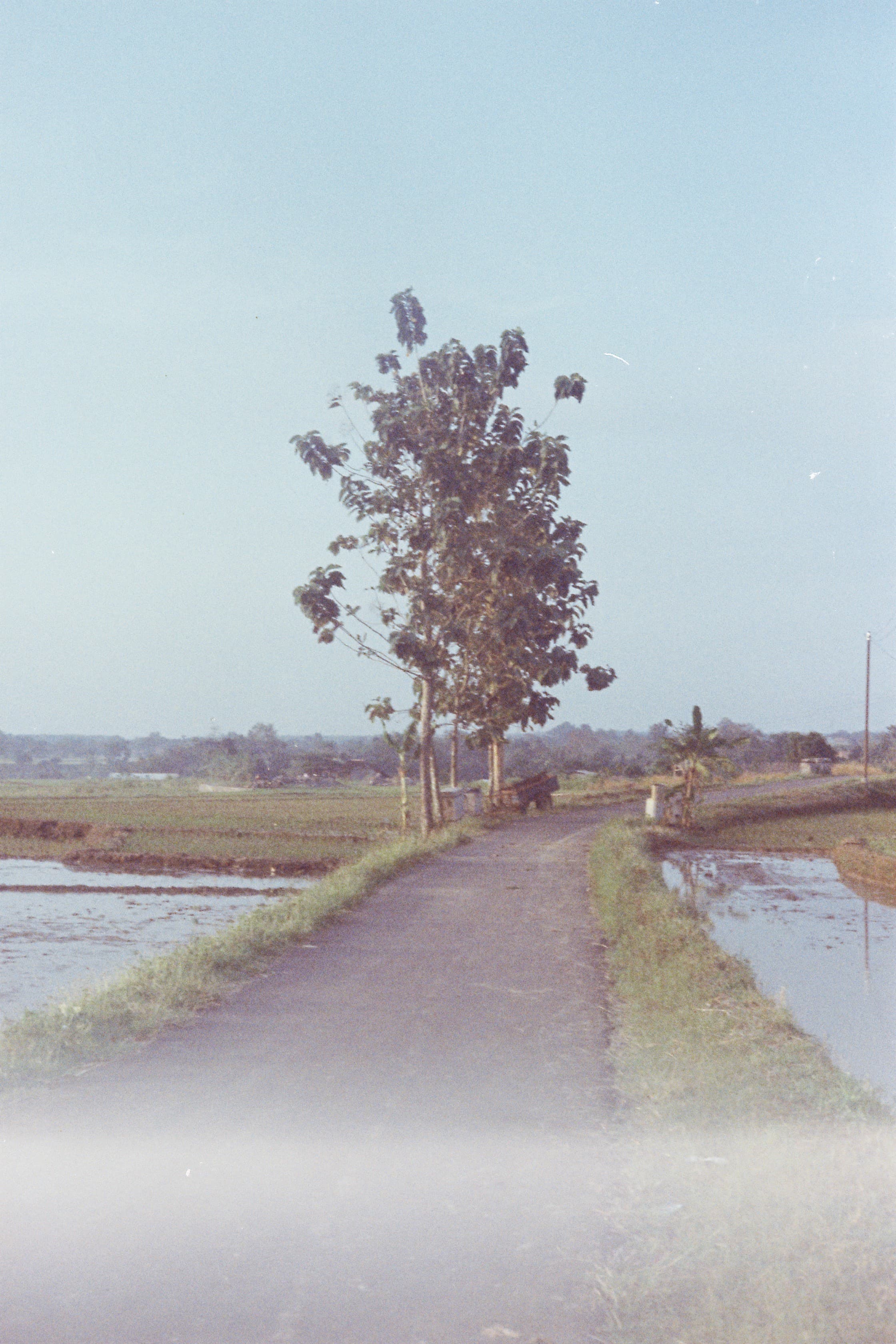 Sebuah pohon di kelok jalan